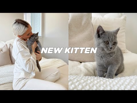 Video: How To Buy A British Kitten