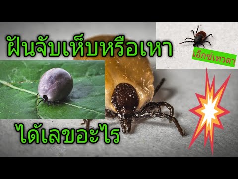 เอ็กซ์เทวดา#ฝันเหาขึ้นหัวจับเหาหรือจับเห็บหมายความว่าอย่างไร