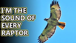 Red Tailed Hawk facts: more familiar than you think | Animal Fact Files