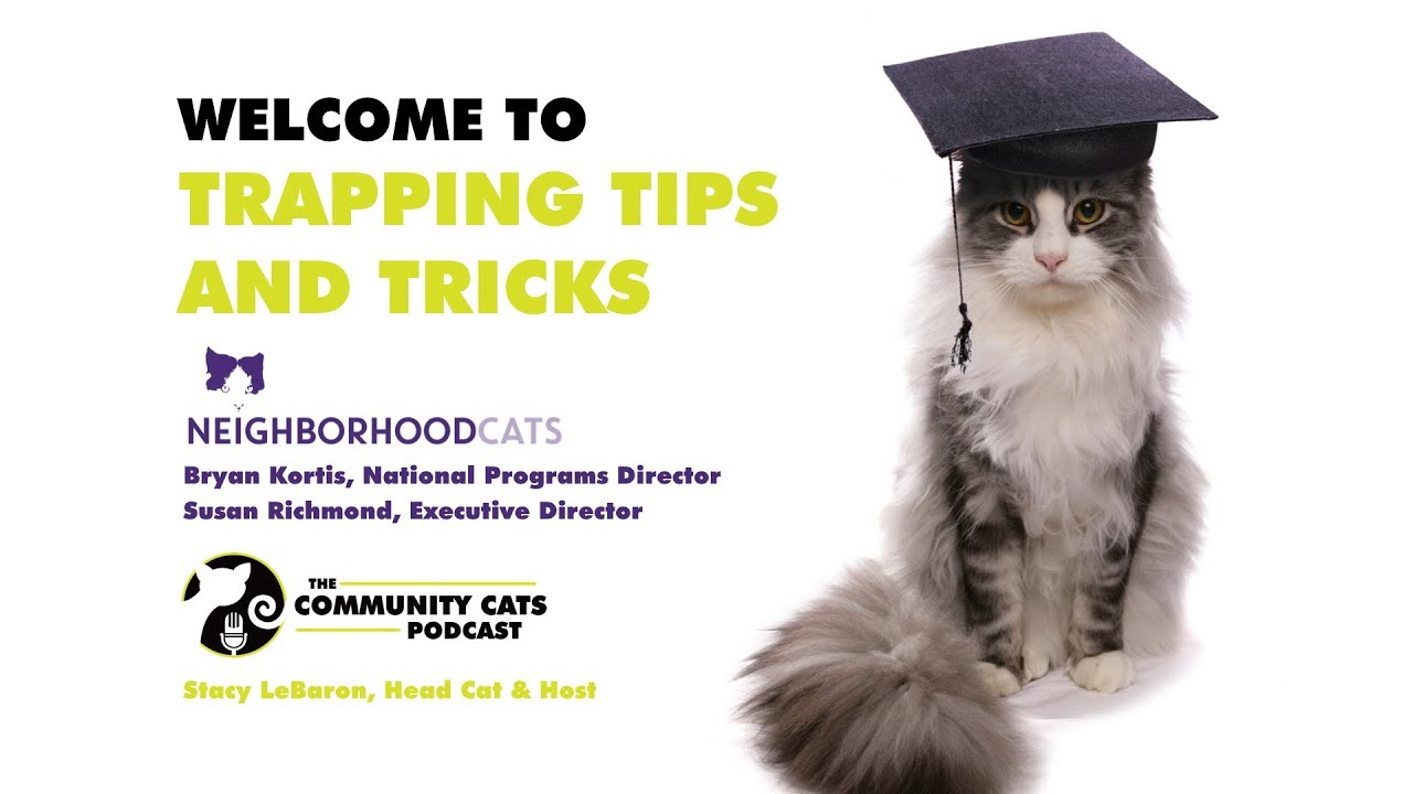 tnr informatique Trapping Tips and Tricks