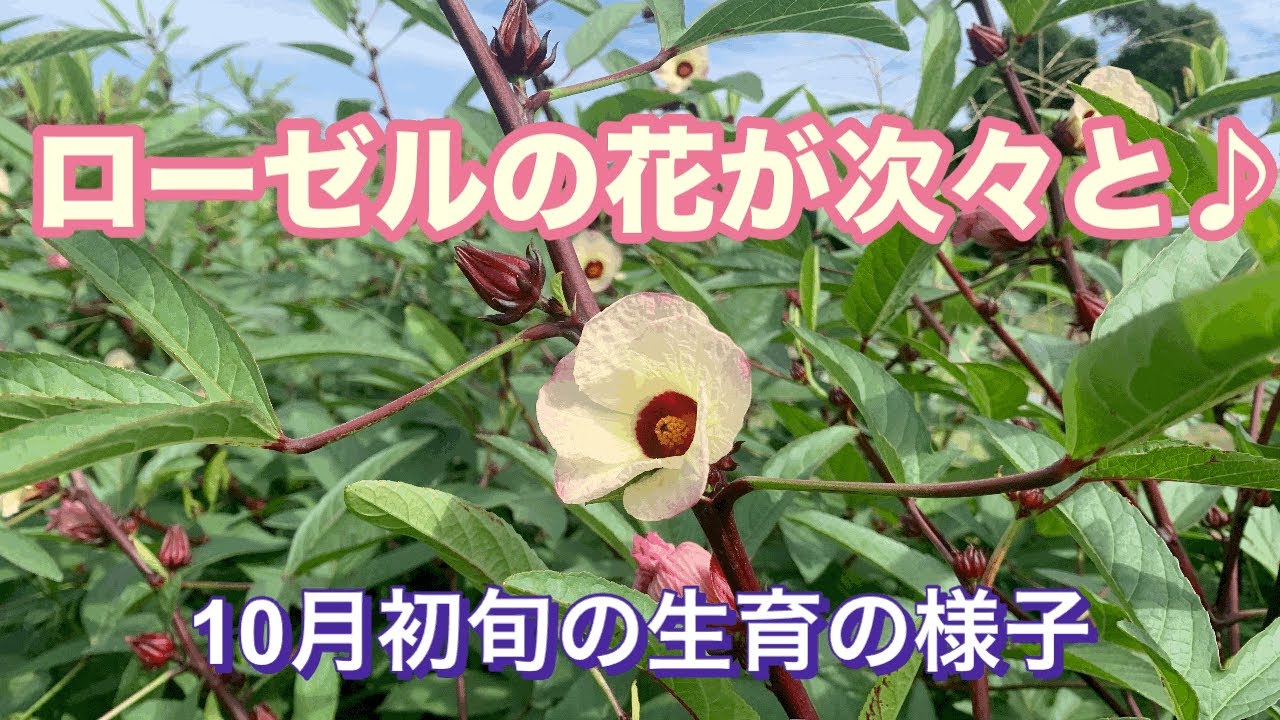 自然栽培】いよいよ！ハイビスカスローゼルの花が美しく咲き始めました