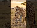 A giraffe Mom Nursing an Orphan zebra foal 🦒🦓 Alongside her own calf. 🤯