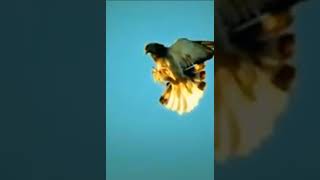 Amazing Roller Pigeon Stunt Best Rolling Pigeons Kabootar Video #shorts #pigeon #kabootar