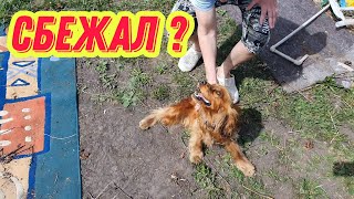 #108 Из Германии в Россию / Чуть не убежал !! / Прошёл год пора менять