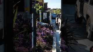 Have Consumers Reached Their Starbucks Limit? Angel Banks The Bikini Report