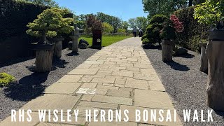 Visiting Wisley &amp; Herons Bonsai Walk