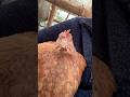 ニワトリこんな鳴き方するの⁉︎｜Chickens Making Unexpected Sounds!