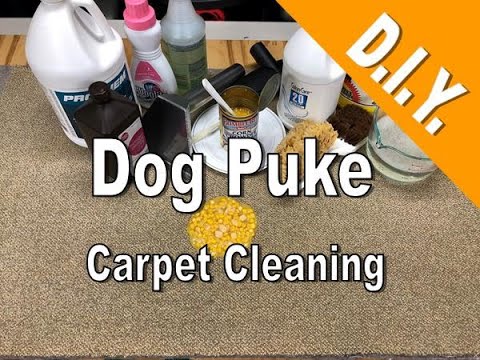 Carpet Cleaning Dog Vomit D I Y You