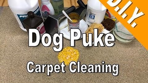 Carpet Cleaning Dog Vomit D.I.Y.