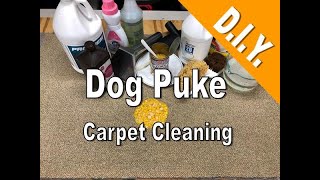 Carpet Cleaning Dog Vomit D.I.Y.