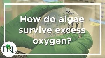 Kramer lab: How do algae survive excess oxygen?