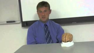 Exciting Spring Psychology Courses - Cognitive Neuroscience of Memory