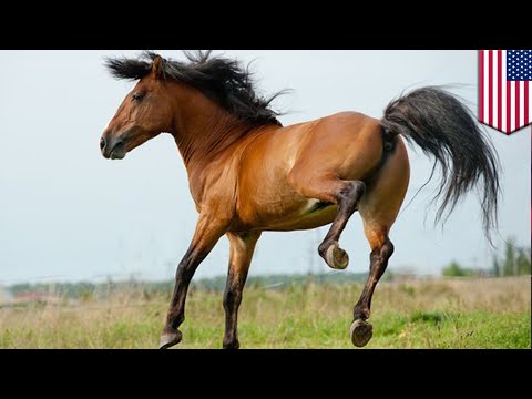 Video: Apakah kuda memiliki jari kaki?