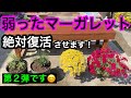 『マーガレット』大胆に切り戻し、仕立て直し、植替え。全部やって復活させよう。