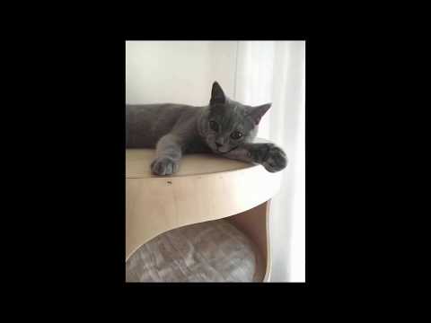 Video: Jak Zabránit Kočce V Poškrábání Nábytku