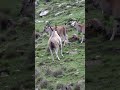 "Mountain Cows 🐄 Moving Together in Harmony | Village Nature Life #Shorts"