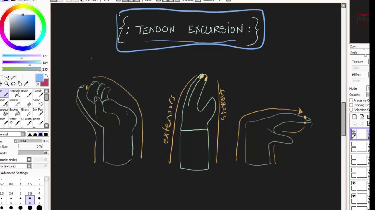 definition of tendon excursion