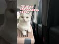 せっかく楽しなってきたとこやのに…【おしゃべりする猫】 #Shorts