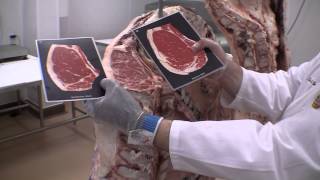 Certified Angus Beef