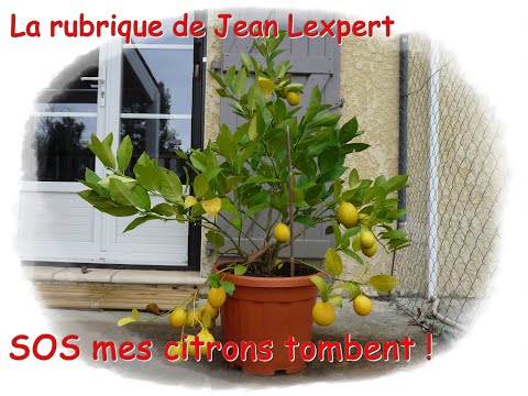 Vidéo: Les citrons ne mûrissent pas - Pourquoi les fruits du citronnier ne jaunissent pas