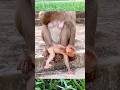 Baby Monkey Enjoys Playtime While Staying Close to Mom 🐒🌿💛 #Shorts