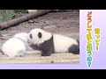 色あせた？😳このパンダちゃんの色はおかしいな… | iPanda パンダ楽園 #shorts