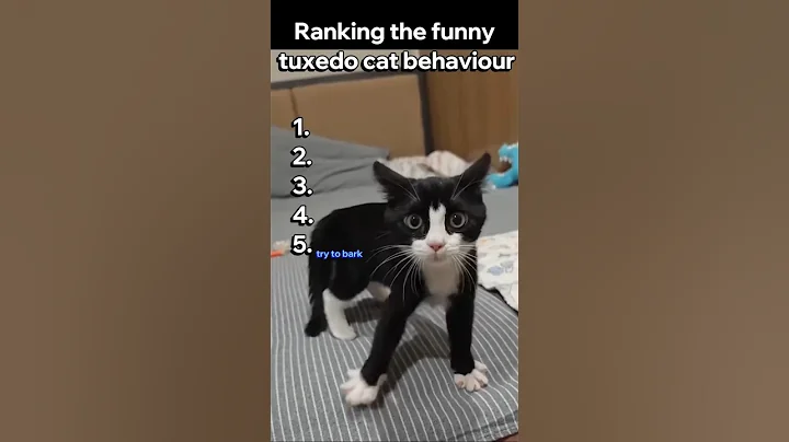 Ranking the funny tuxedo cat behavior #shorts #funny #funnymoments #cats