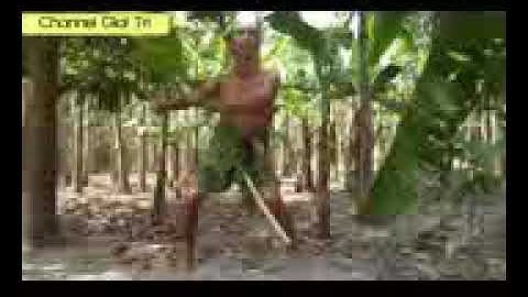 Vũ điệu cồng chiêng phiên bản lá chuối với thánh dâm dê xem là Chảy cả nước mắt