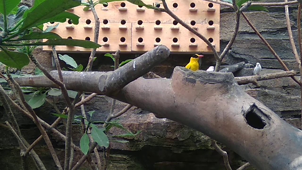 Burung Kuning 