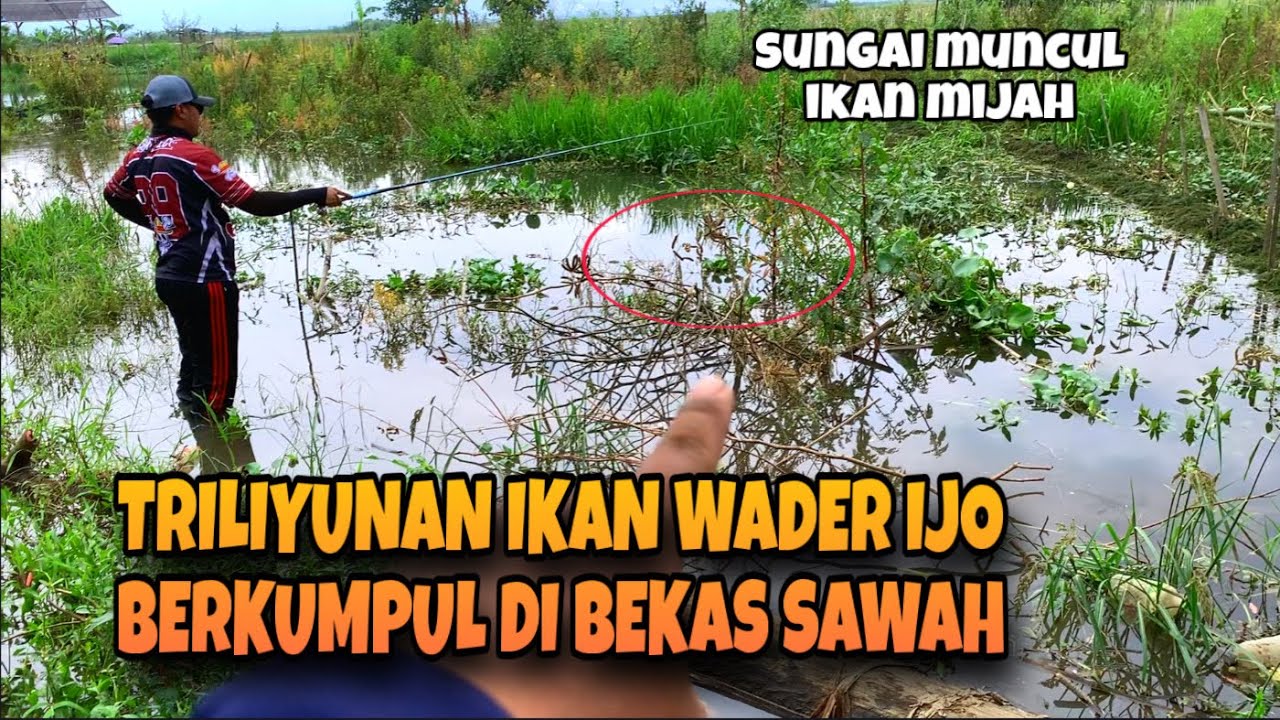 IKAN MIJAH DI SUNGAI MUNCUL !!! semua pemancing panen ikan wader ijo 
