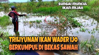 Download Lagu IKAN MIJAH DI SUNGAI MUNCUL !!! semua pemancing panen ikan wader ijo  MP3