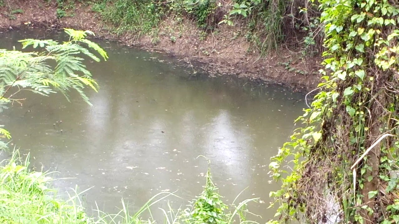 P036ขาย​ที่ดิน​โป่งตา​ลอง​ วิวเขาใหญ่​ มีสระน้ำ โฉนด4ไร่ไร่ละ3.5ล. ปากช่อง​ 0994929197​