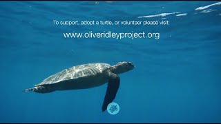 Saving Sea Turtles And Their Habitats | ORP
