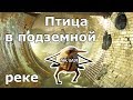 Птица в подземной реке