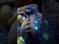 You Won’t Believe This Creature Sucks Blood in the Ocean #shorts #DeepSeaVampire #OceanMysteries