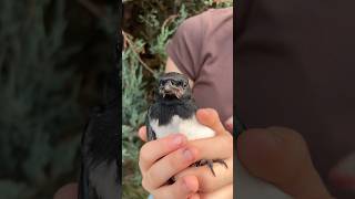 Сорока - Magpie #english