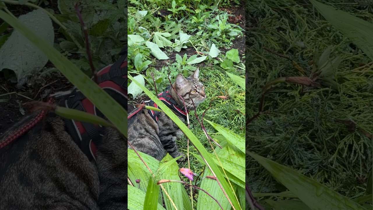 トラジ朝のさんぽ。くんくん。はみはみ。 #猫 #cat #猫のいる暮らし