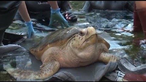 Two female loggerhead sea turtles get permanent home at SeaWorld Orlando