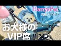 愛犬のペットカートがVIP席になりました【HARRYS PET(高級クッション) 】マルチーズ×ペキニーズ