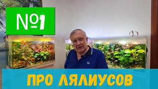 видео: #01 Про разведение лялиусов  / Аквариумистика с Геннадием Посейдонычем картинка: #01 Про разведение лялиусов  / Аквариумистика с Геннадием Посейдонычем