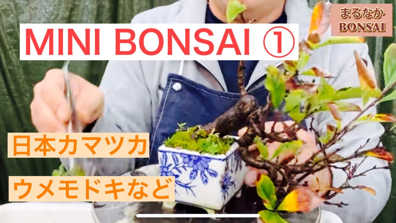 224 ① MINI BONSAI 日本カマツカなど。 ‪@bonsai1007‬ 【ミニ盆栽