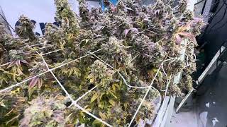 Day 64 square one genetics clean up and chop