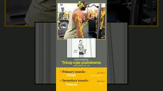 Tricep rope pushdown - پشت بازو سیمکش طنابی