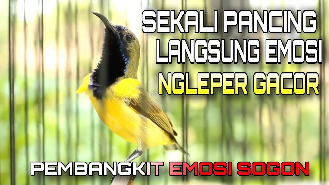 Latihan MENTAL SOGON pembangkit emosi paling ampuh dijamin langsung ikut GACOR Ngleper materi