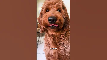 Just Another Wholesome Fact About Dogs 