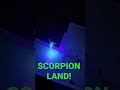 Scorpion kill #12!