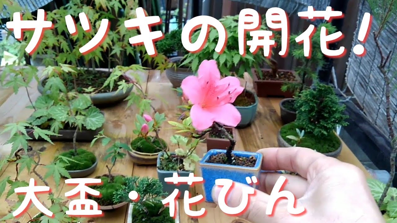 皐月鉢です 楽天市場】さつき 盆栽鉢の通販