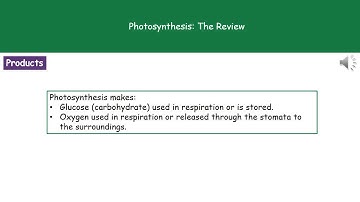 B4 3   Photosynthesis Foundation Tier Summary