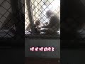#monkey #maa #funny #comedy #viral #viralvideo #viralshorts