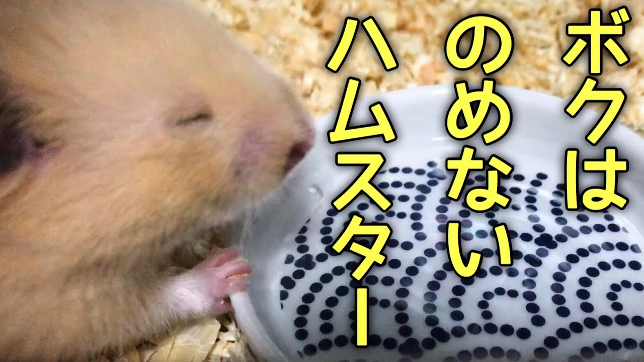 お皿の水が飲めないのには訳があった ハムスター キンクマ Youtube